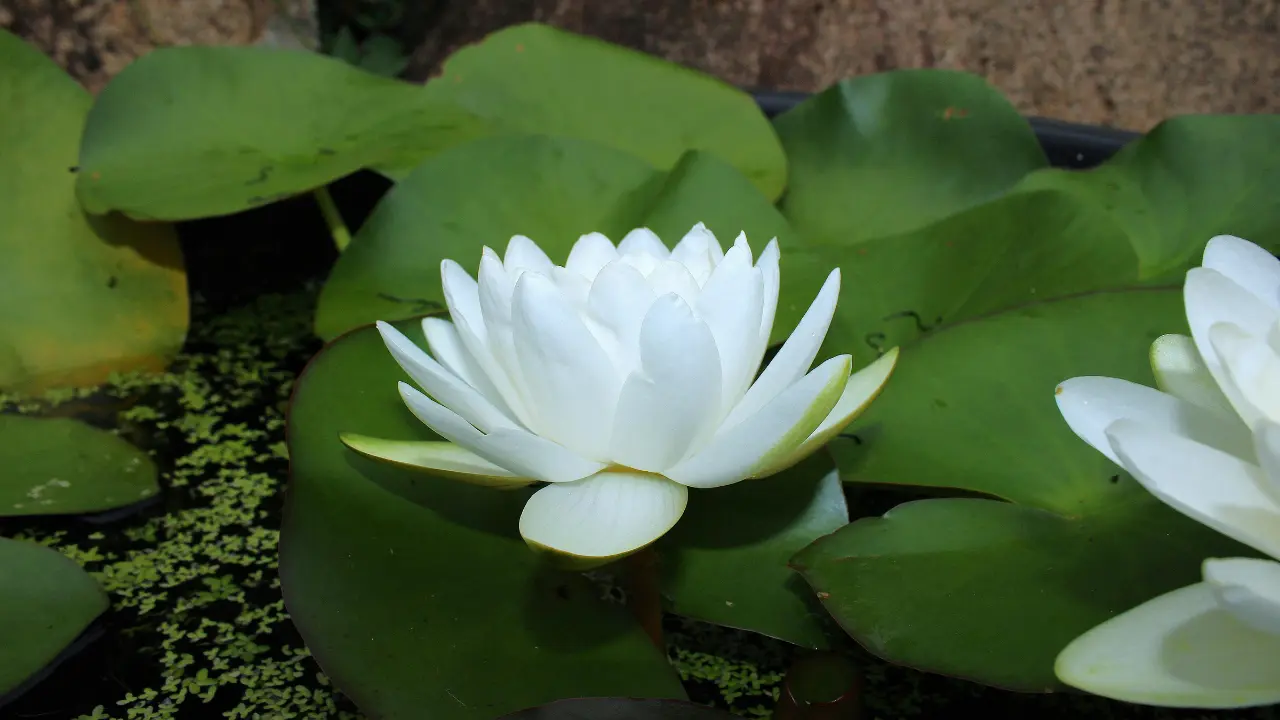 Hypnose Photo d'un lotus illustrant l'hypnose